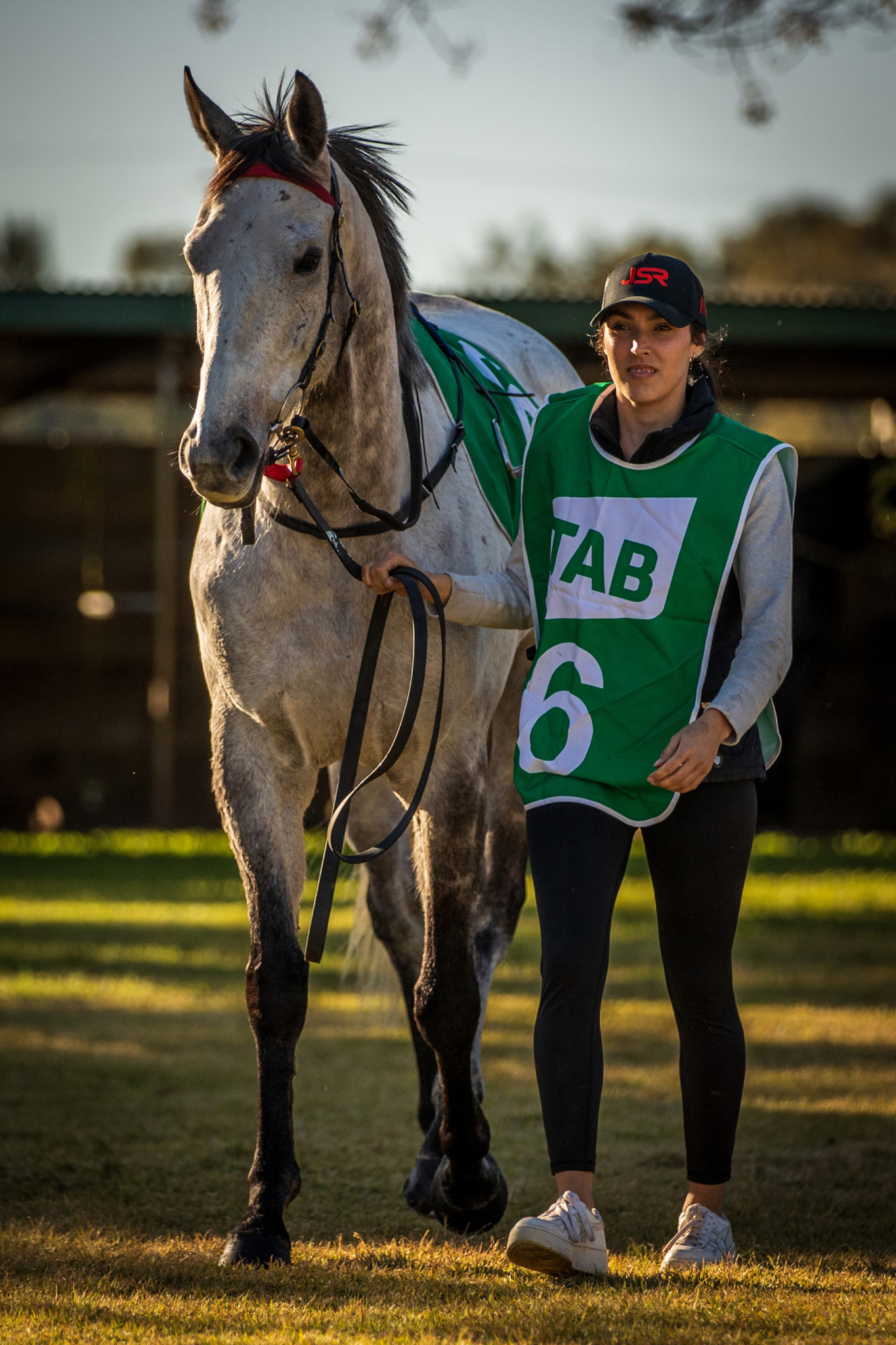 Grey gelding Toulon Factor was the winner of last year’s Collie Cup at Gilgandra.