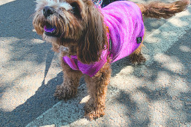 Dolly Parton Festival was not just a dress-up occasion for humans.