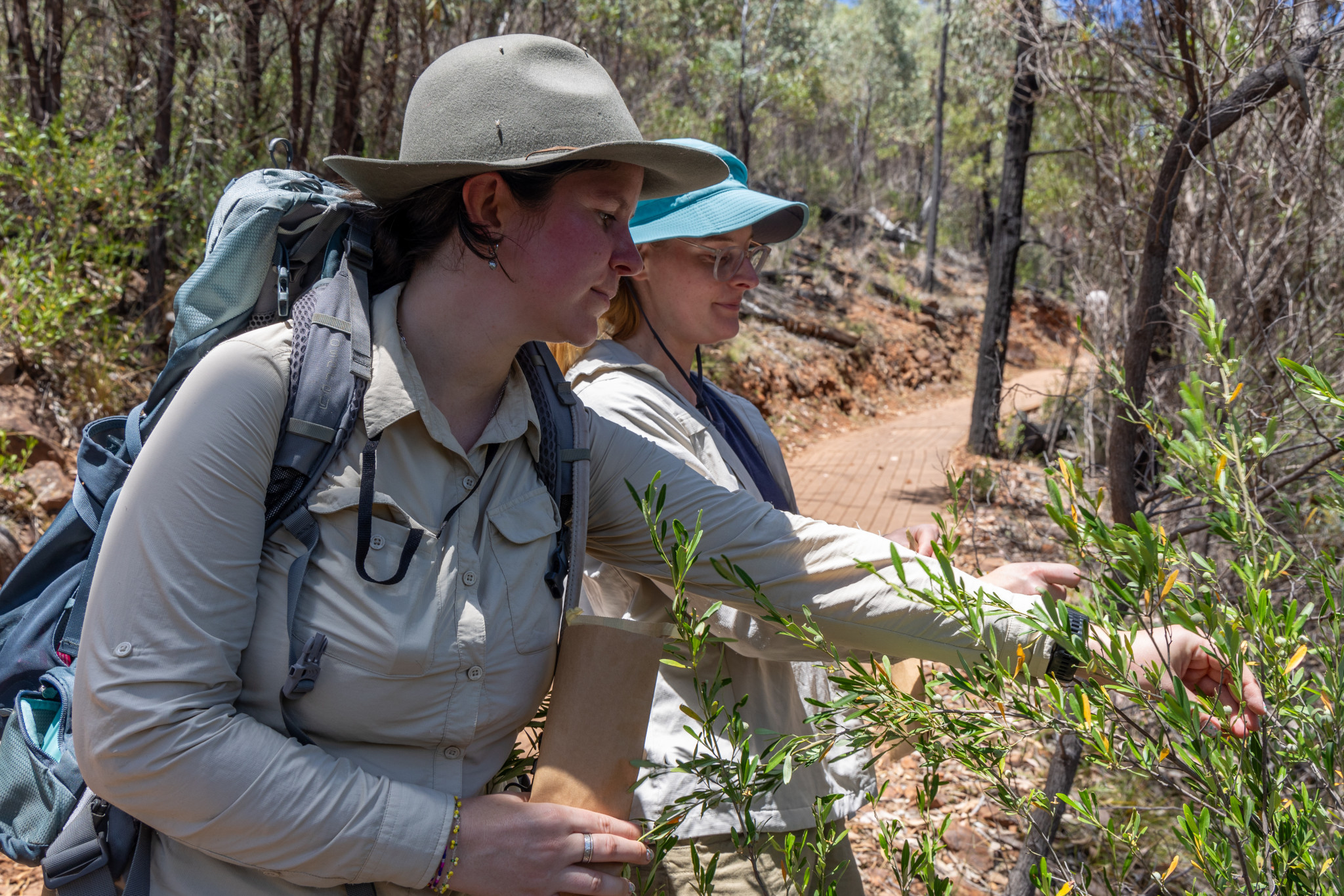 Collections development coordinator Laura Watts and seedbank officer Alex Thomsen collecting Sticky Wallaby Bush (Beyeria viscosa) seeds along the bread knife track.