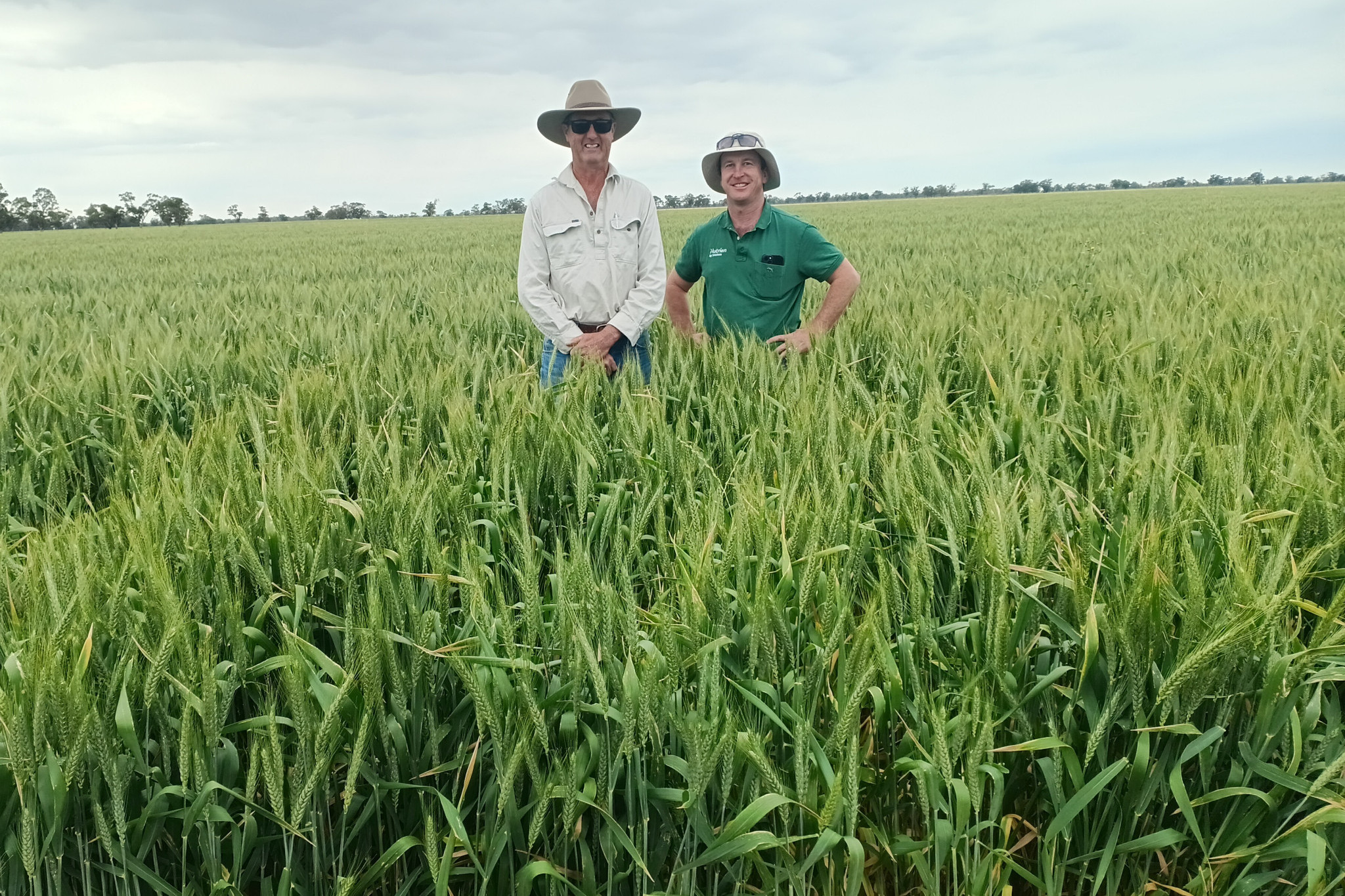 Winners of the 2025 Gilgandra Show Society Field Wheat Competition are the Bunter family. Pictured are Bruce Bunter with judge, Chris Turner. Photo supplied.