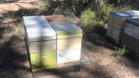 Authorities confirm first case of Varroa mite pyrethroid resistance