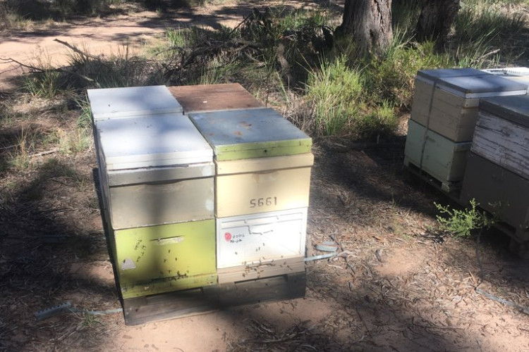 Authorities confirm first case of Varroa mite pyrethroid resistance - feature photo