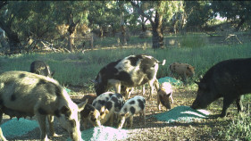 NSW Farmers says "Pig blitz just bacon bits"