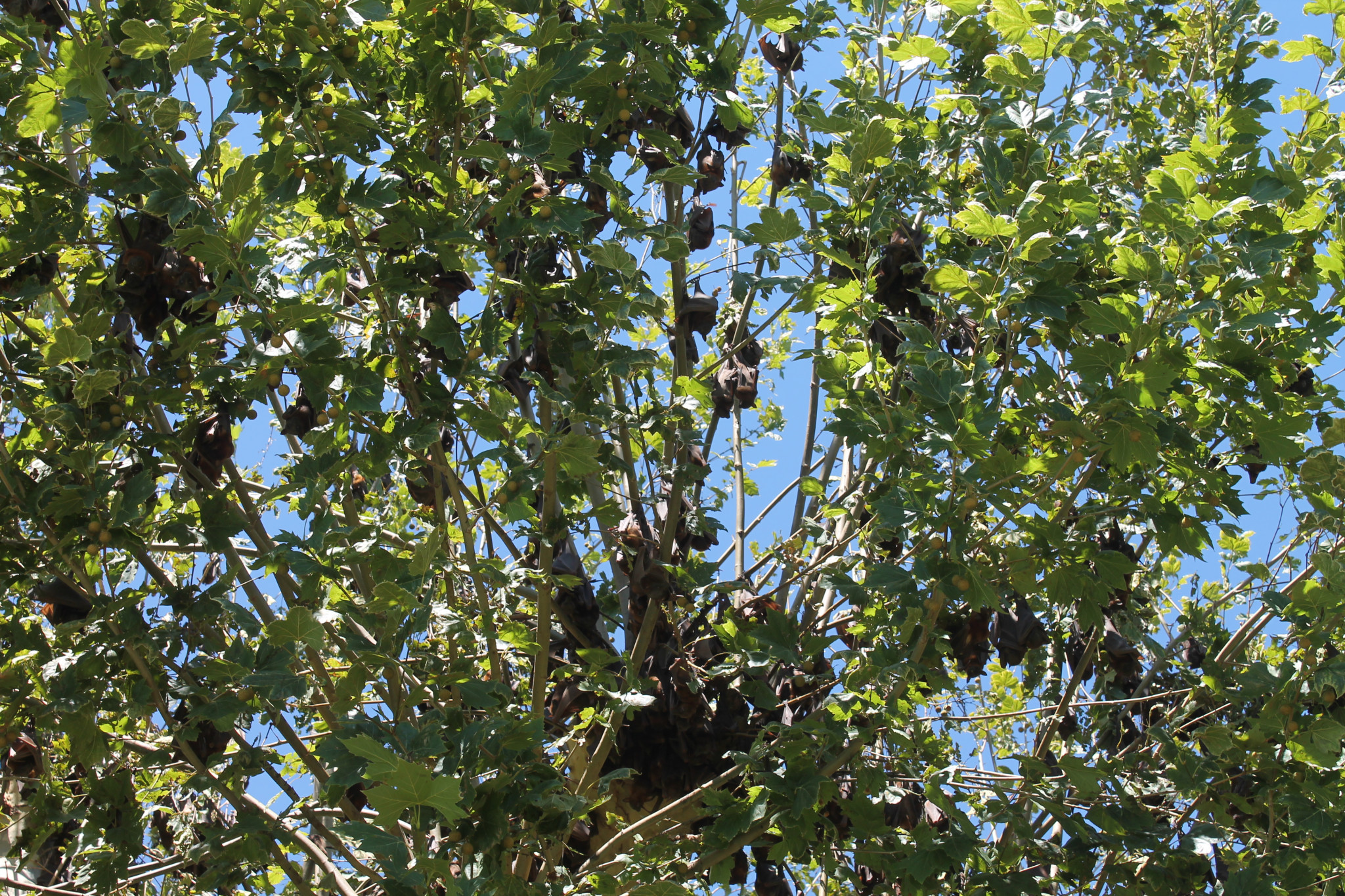 Flying foxes have moved into the trees at the swimming pool and in Hunter Park.