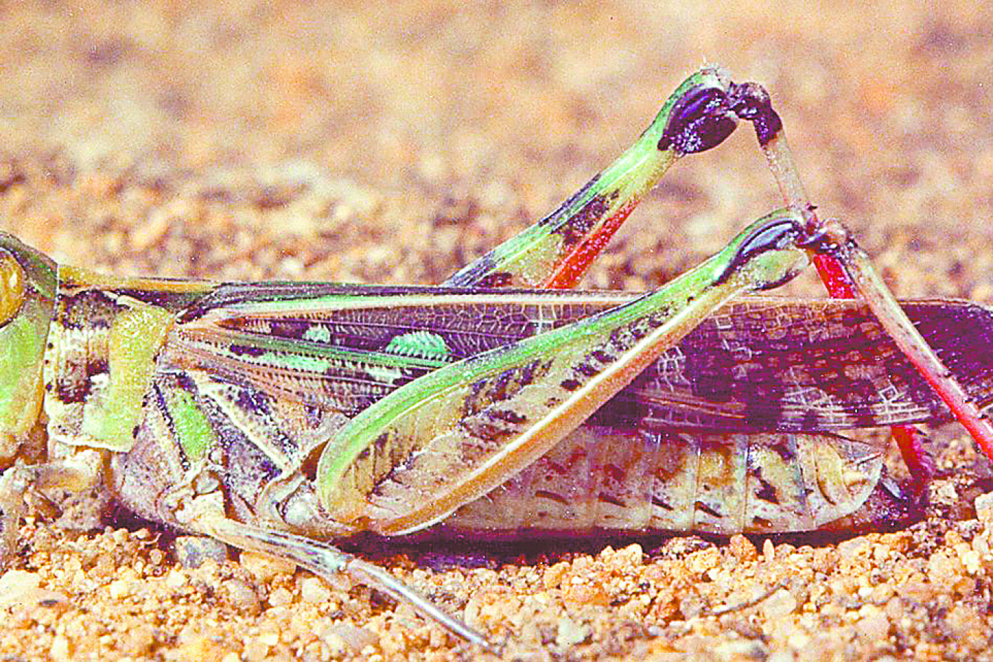 Watch-out, locusts are about! There have been a number of recent reports of increasing numbers of Australian plague locusts in the district, with the Local Lands Service reminding landholders to remain vigilant and report any activities of the serial pest immediately. Photo: LLS