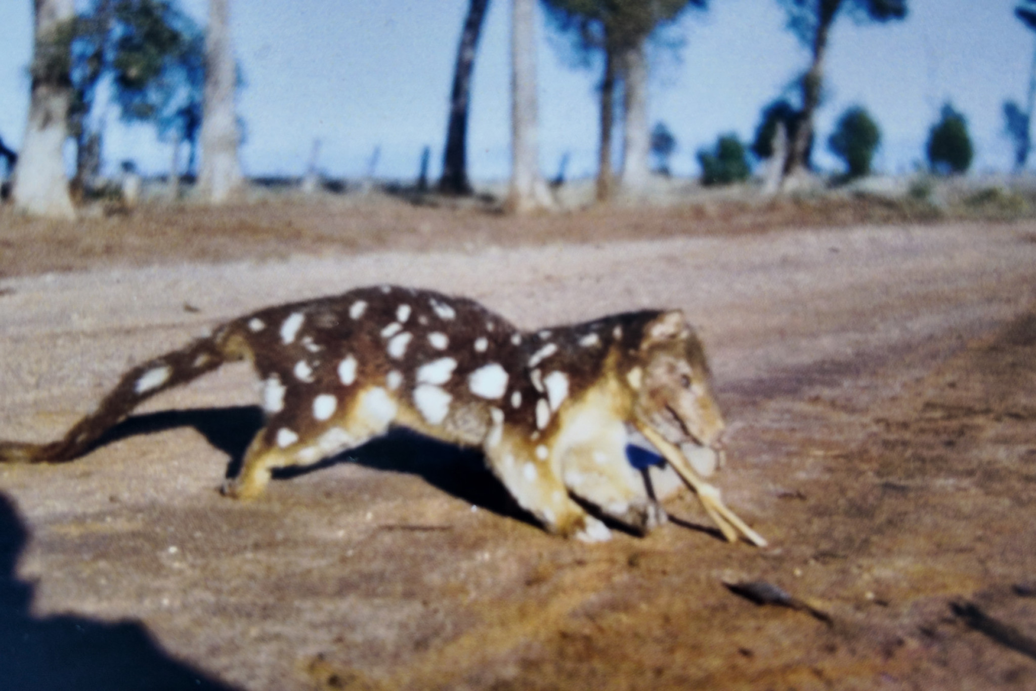Taken in 1959 or 1960, this photo of a quoll at Gilgandra was brought to us by Dubbo resident Glen Stockings. Photo: Bill Stockings.