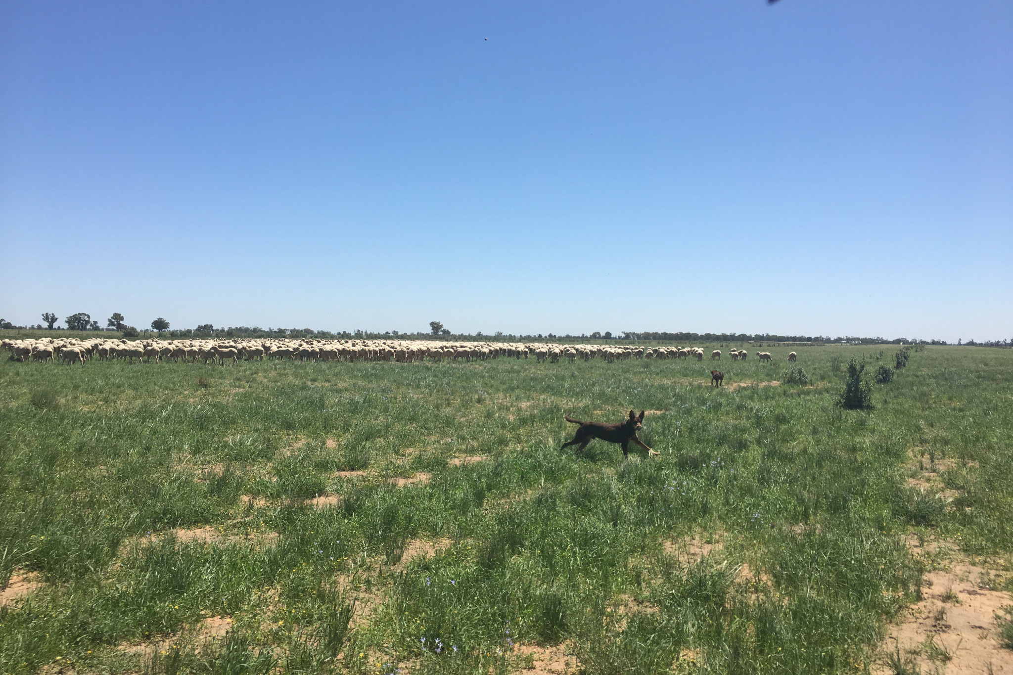 Barber’s pole worm warning for livestock producers - feature photo