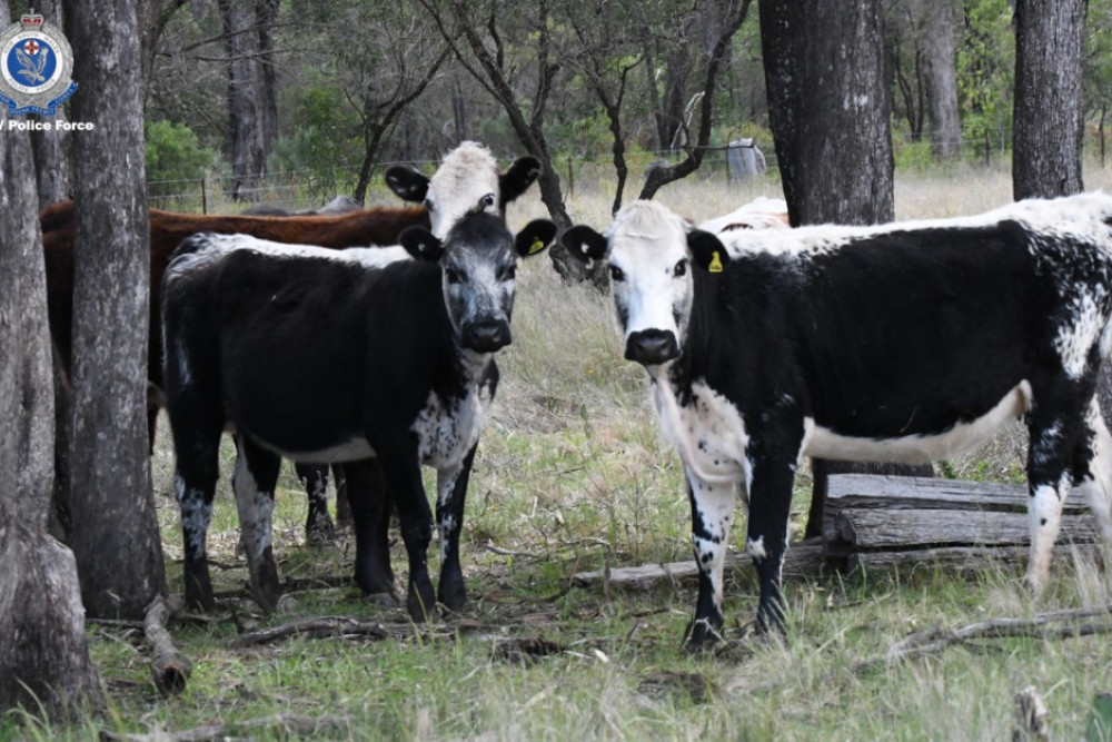 Landholders asked to lookout for rock fern in grazing paddocks - feature photo