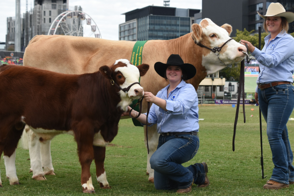 Success for local stud breeders in Queensland recently for Denmire Tiffany (first place in the 20-to-30 months) and Stone Ridge Von Dutch (Reserve Senior Female with calf at foot). Photos: Supplied.