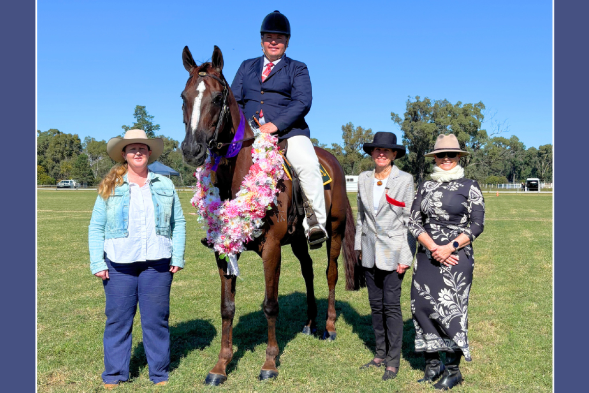 The winner of the Gilgandra Show horse arena events feature program the Nola Wilson Memorial Supreme of Supremes Exhibit was ‘Glen Lee Double Shot’. Photos supplied.
