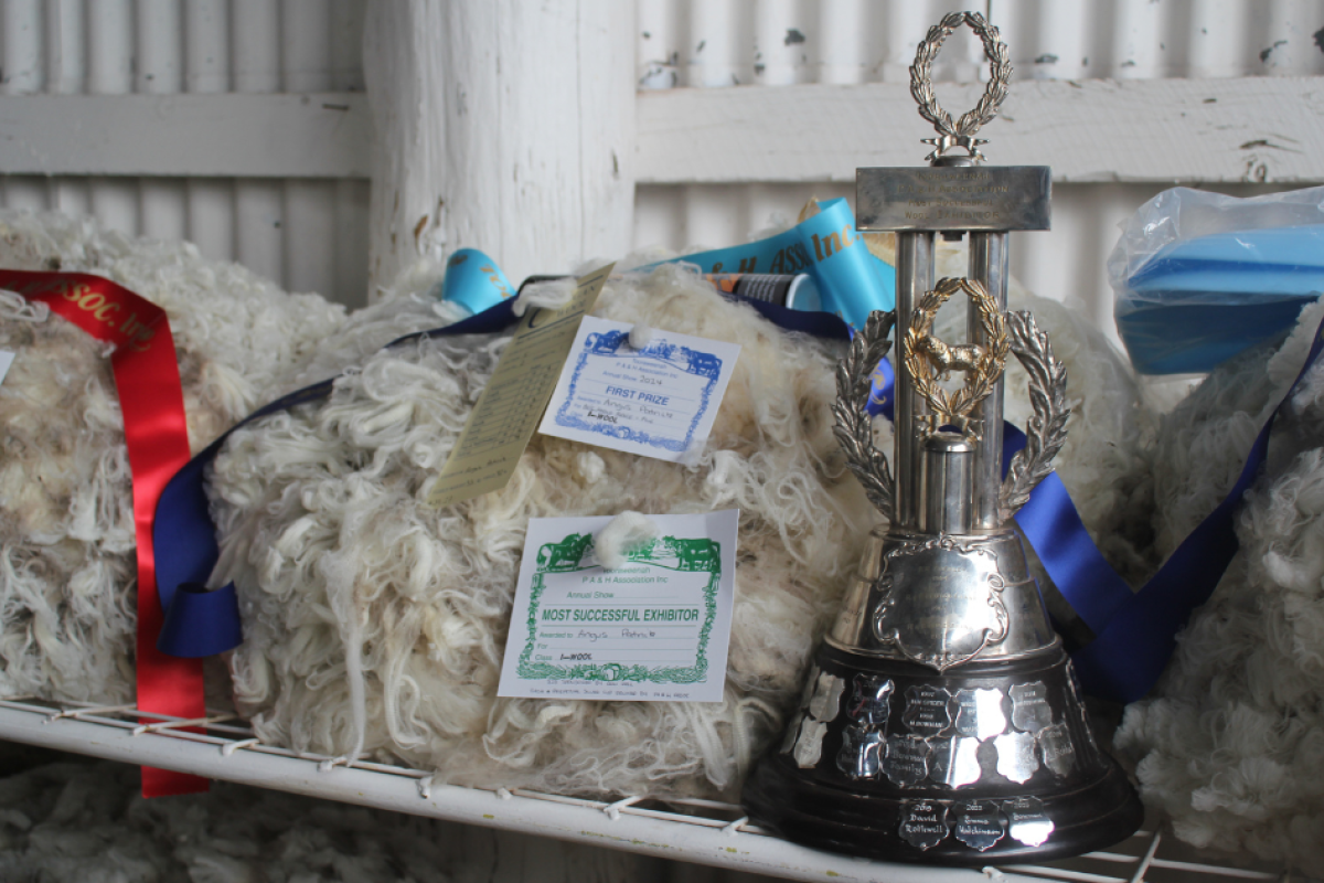 Angus Patrick won First Prize and Most Successful Exhibitor in wool.