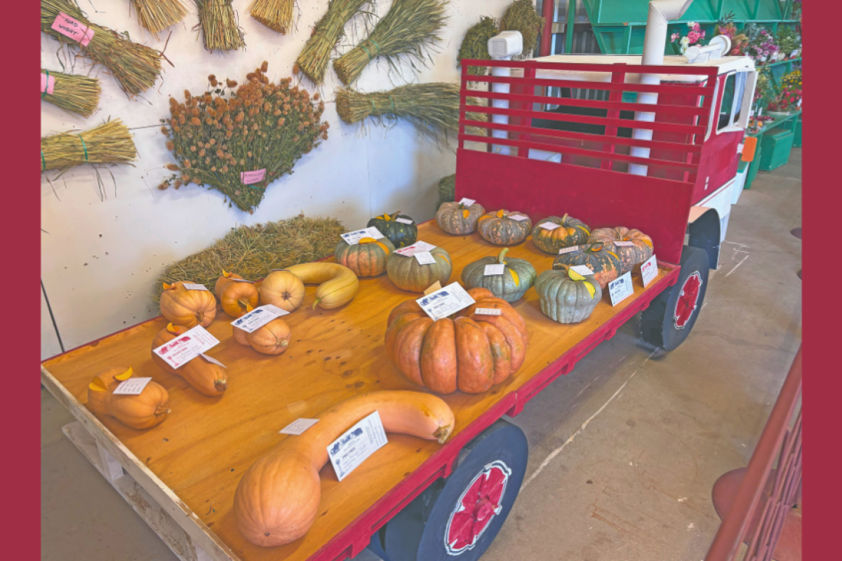 Another feature display of the pumpkins in the produce pavilion. Photos by The Gilgandra Weekly
