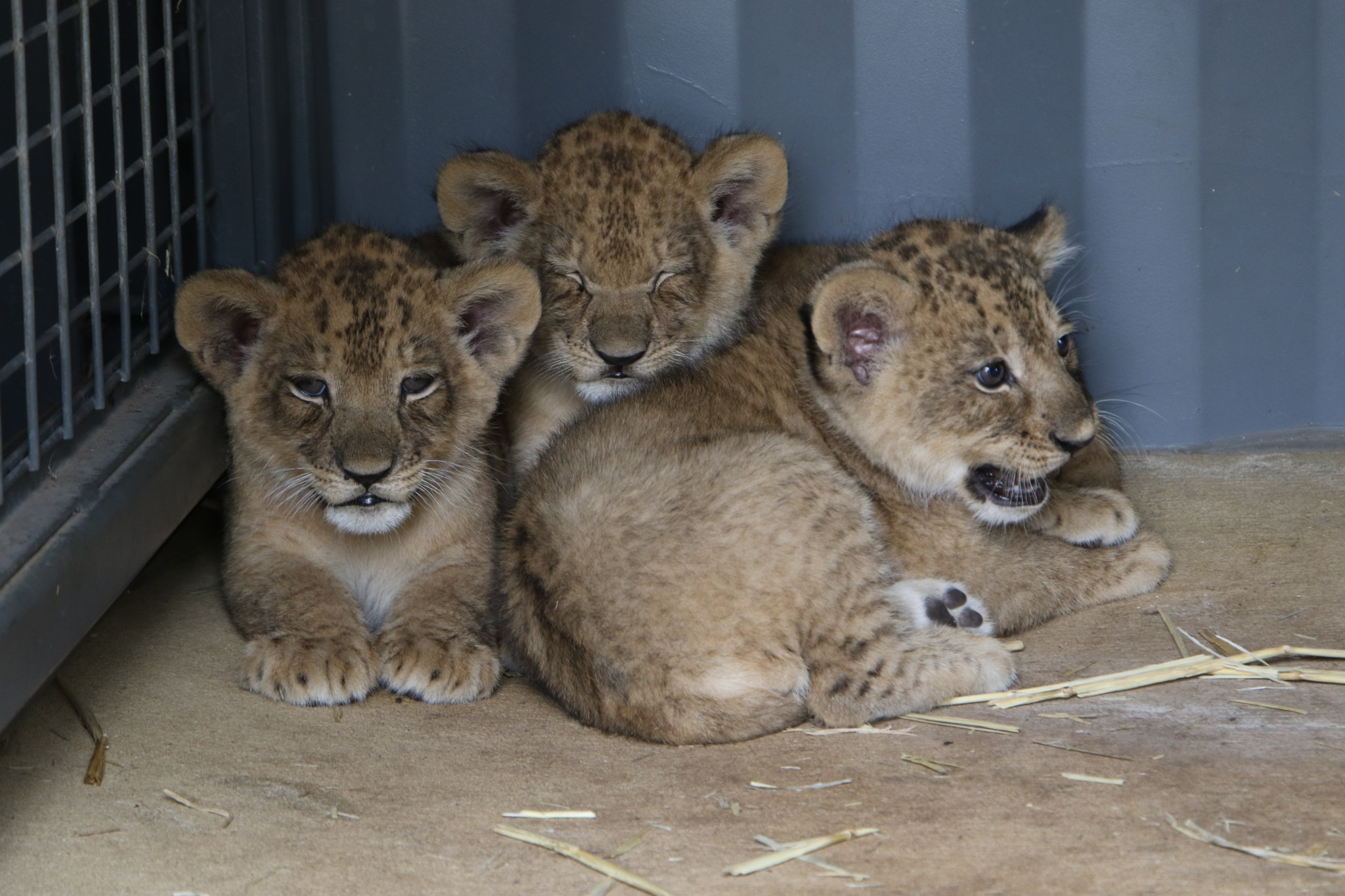 Vets and keepers have given the cubs the tick of approval to meet the rest of the pride. Photos by Taronga Western Plains Zoo.