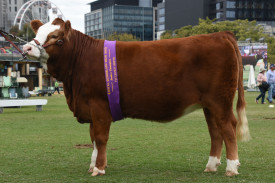 Stone Ridge Ureka awarded 16 to 20 month class then sashed Junior Champion Female.